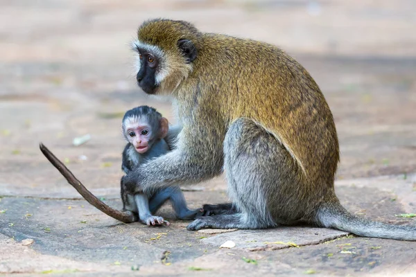 Una familia de Vervet con un pequeño mono bebé — Foto de Stock
