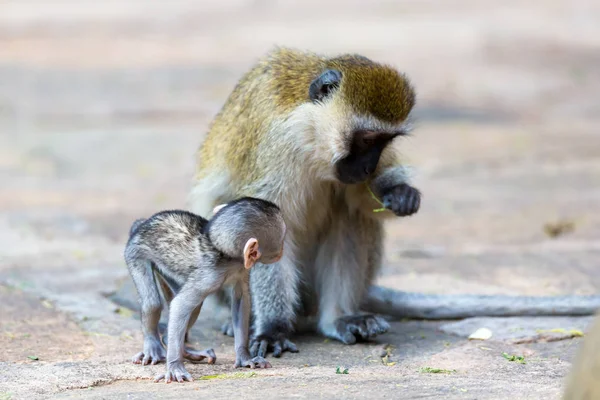 Rodzina Vervet z małym dzieckiem małpy — Zdjęcie stockowe