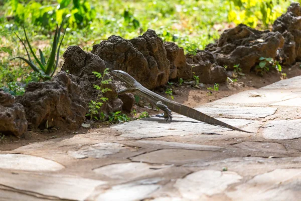 A gray lizard runs over the sidewalk