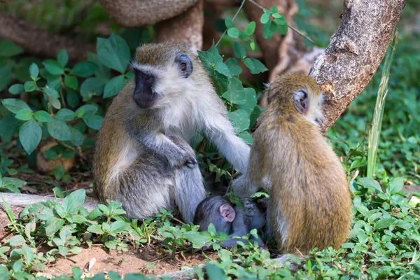Vervet s malou dětskou opicí — Stock fotografie