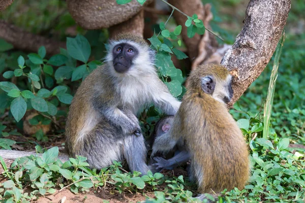 Uma família Vervet com um macaquinho bebé — Fotografia de Stock