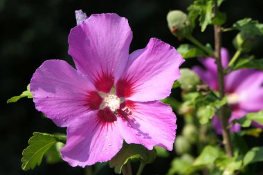 Yeşil dallarla çevrili güzel pembe bir çiçek.
