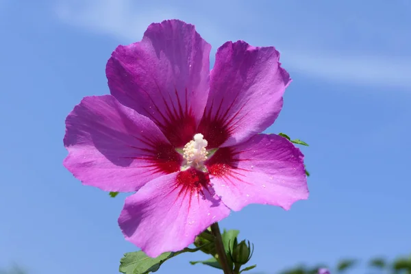 Krásná růžová květina s modrou oblohou v pozadí — Stock fotografie
