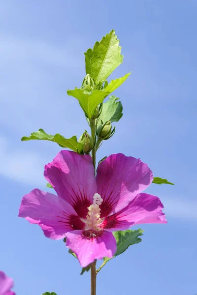 背景に青空が広がるピンク色の美しい花 — ストック写真