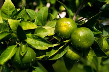 Olgunlaşmamış meyve ve yeşil yapraklı mandalina ağaçları