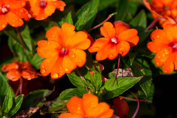 Orangenblüten mit Wassertropfen auf den Blüten — Stockfoto