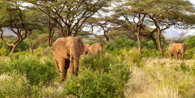 Birçok fil ormandaki çalılıklardan geçer.