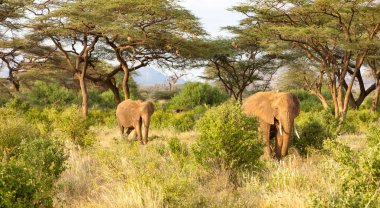Filler ormanda bir sürü çalılığın arasında yürürler.