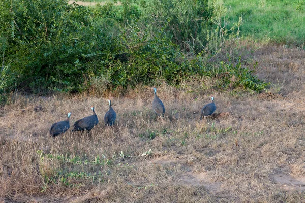 Yerli kuş, Masai tavuğu, çimlerde. — Stok fotoğraf