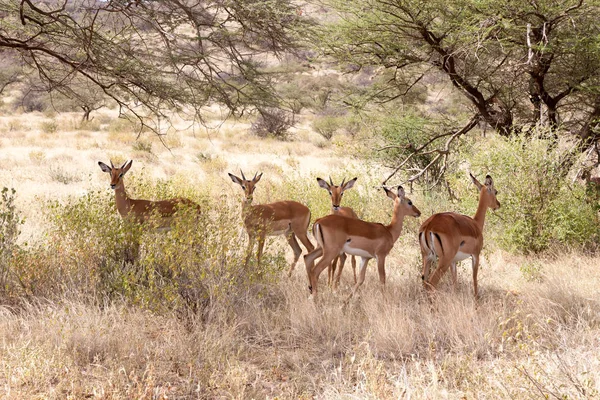 Algumas gazelas escondem-se atrás dos arbustos na savana — Fotografia de Stock