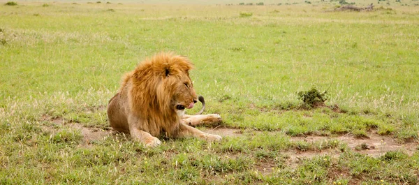 Nagy oroszlán pihen a fűben a réten. — Stock Fotó