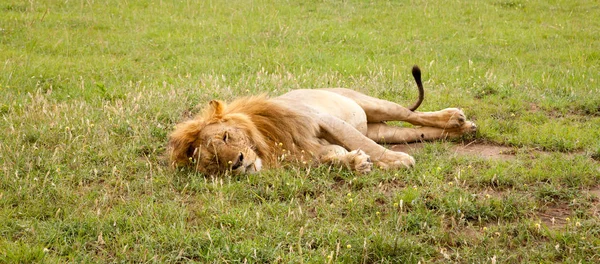 Grande leão descansando na grama no prado — Fotografia de Stock