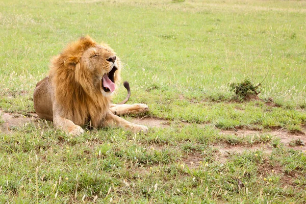 Grande leão boceja deitado em um prado com grama — Fotografia de Stock