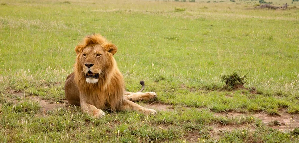 Gran león descansando en la hierba en el prado — Foto de Stock