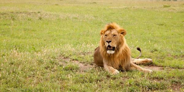 Wielki lew spoczywa w trawie na łące — Zdjęcie stockowe