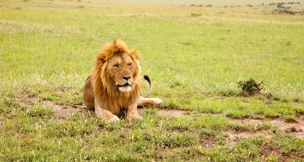 Stort lejon vilar i gräset på ängen — Stockfoto
