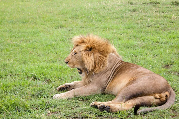 Grande leão boceja deitado em um prado com grama — Fotografia de Stock