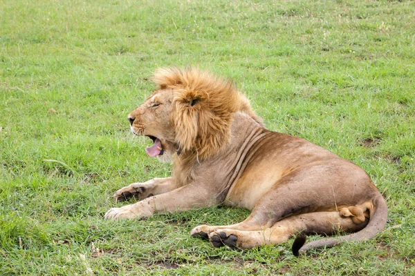 Grande leone sbadiglia sdraiato su un prato con erba — Foto Stock