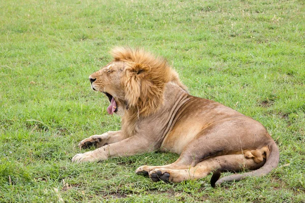 Wielki lew ziewa na łące z trawą — Zdjęcie stockowe