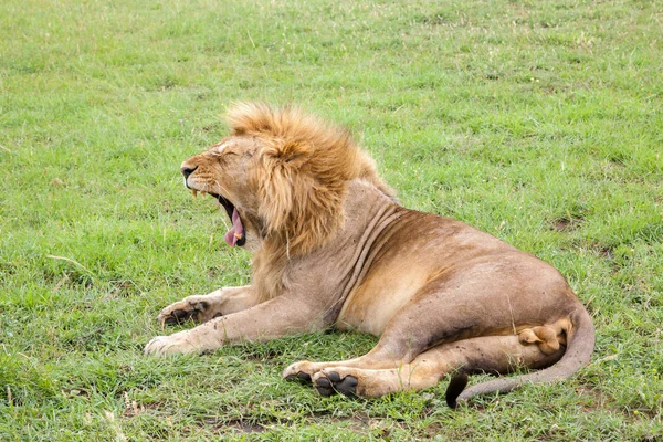 Μεγάλο λιοντάρι χασμουρείται ξαπλωμένο σε ένα λιβάδι με γρασίδι — Φωτογραφία Αρχείου