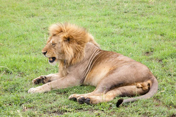 Grande leão descansando na grama no prado — Fotografia de Stock