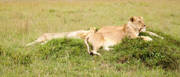 Una familia de leones descansa en una colina — Foto de Stock