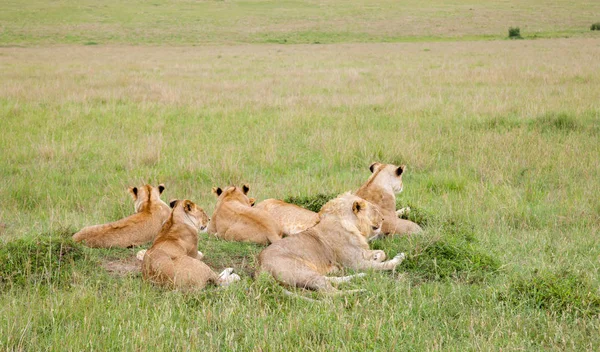 Una famiglia di leoni riposa su una collina — Foto Stock