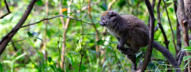 One bamboo lemur is preparing for the jump clipart