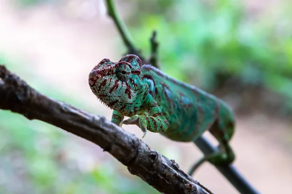 Egyik Kaméleon Egy Madagaszkári Esőerdő Egyik Ágán Mozog — Stock Fotó