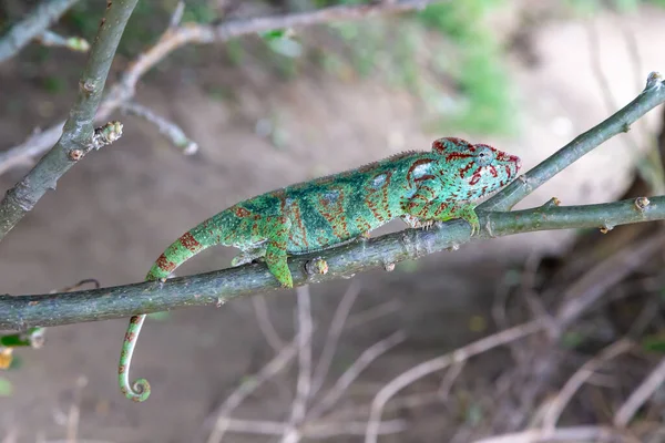 One Chameleon Moves Branch Rainforest Madagascar — Stock Photo, Image