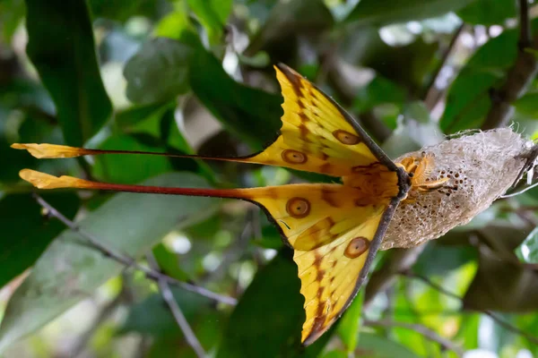 Madagaskar yağmur ormanlarında büyük renkli bir kelebek
