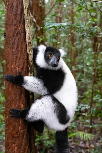 Yakın plan, siyah beyaz bir Vari.