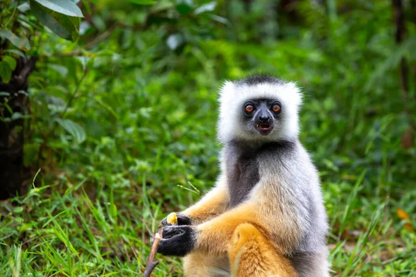 Sifaka Diademed Ambiente Natural Selva Tropical Isla Madagascar — Foto de Stock