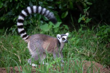 Halka kuyruklu lemur doğal ortamında