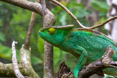Madagaskar adasındaki ulusal bir parkta bir dalda renkli bir bukalemun.