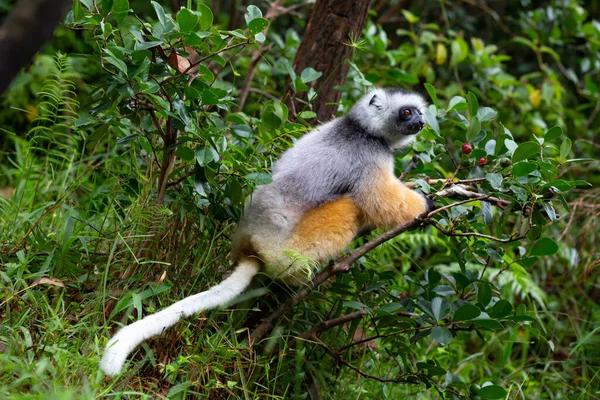 マダガスカル島の熱帯雨林で自然の中でSifakaを死亡 — ストック写真