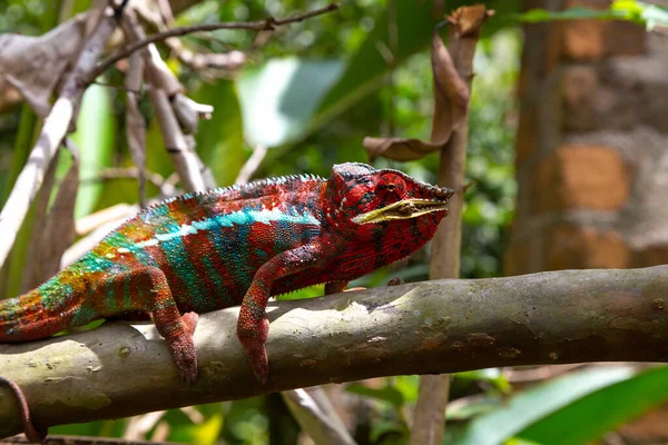 Egy Színes Kaméleon Egy Madagaszkári Nemzeti Park Egyik Ágán — Stock Fotó