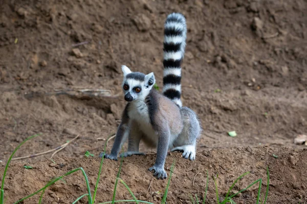 One Ring Tailed Lemur Hops Fields Locals — Stock Photo, Image