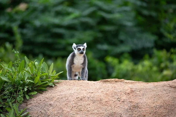 Jeden Lemur Kruhovým Ocasem Velkém Kameni — Stock fotografie