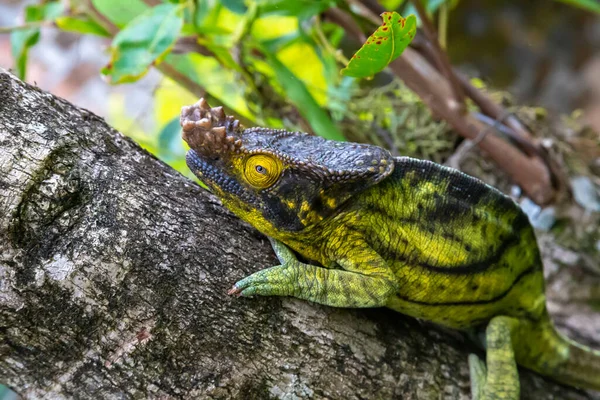 Een Kameleon Beweegt Zich Langs Een Tak Een Regenwoud Madagaskar — Stockfoto