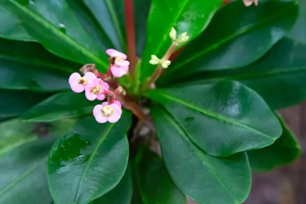 Las Coloridas Plantas Flores Primer Plano Isla Madagascar —  Fotos de Stock