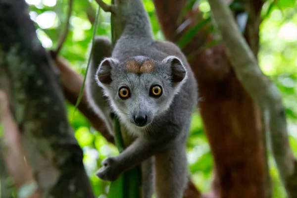 Jeden Lemur Plazí Větvích Stromu — Stock fotografie