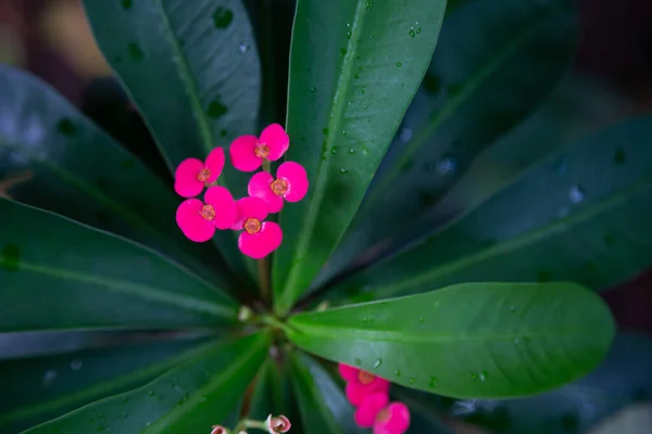 Tanaman Tanaman Dan Bunga Bunga Berwarna Dalam Jarak Dekat Pulau — Stok Foto
