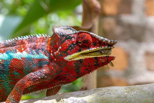 Colorido Camaleón Una Rama Parque Nacional Isla Madagascar — Foto de Stock