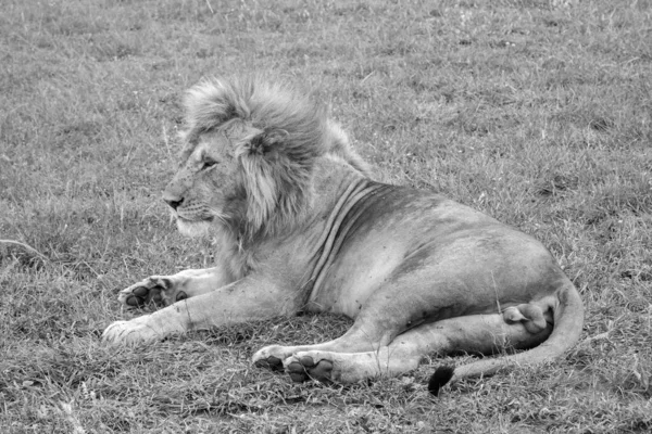 Gran León Descansando Hierba Prado —  Fotos de Stock