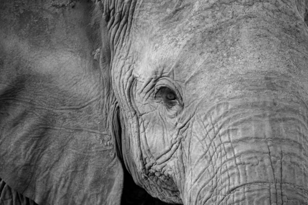 Πρόσωπο Ενός Μεγάλου Κόκκινου Ελέφαντα — Φωτογραφία Αρχείου