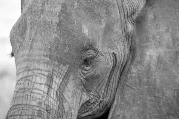 Visage Éléphant Rouge Pris Près — Photo