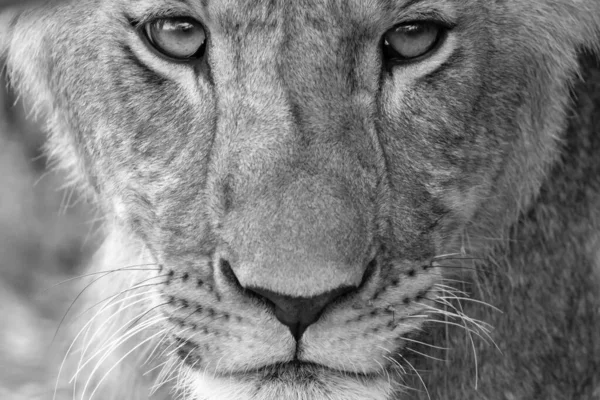 Das Gesicht Einer Löwin Großaufnahme — Stockfoto
