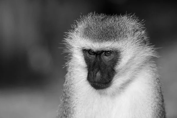 Portrait Singe Dans Savane Kenya — Photo