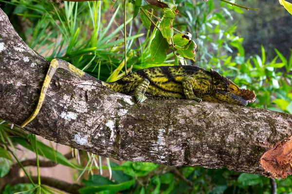 Caméléon Déplace Long Une Branche Dans Une Forêt Tropicale Madagascar — Photo